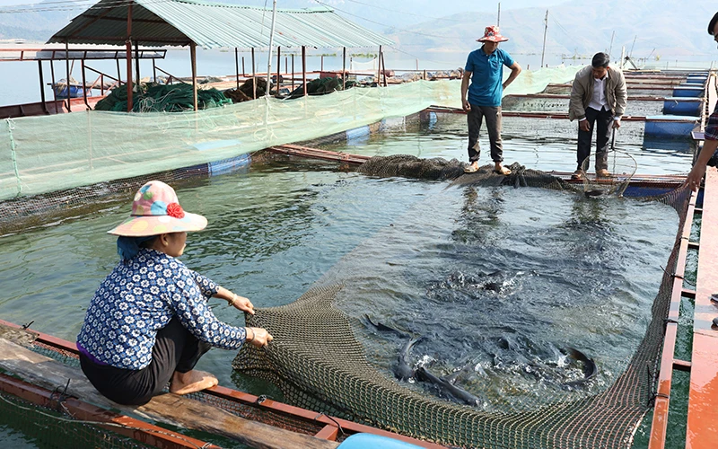 Mô hình nuôi cá lồng trên lòng hồ sông Ðà ở huyện Quỳnh Nhai góp phần nâng cao thu nhập cho người dân.
