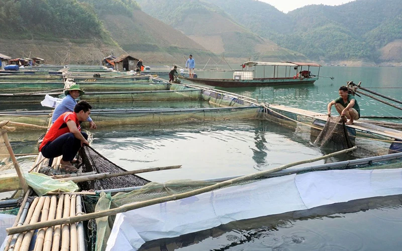 Người dân xã Tà Mít, huyện Tân Uyên (Lai Châu) nuôi cá lồng trên lòng hồ thủy điện Huội Quảng - Bản Chát. Ảnh: NGỌC SÁNH