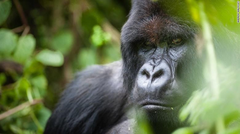 Hình ảnh một con khỉ đột núi trưởng thành trong Vườn quốc gia Volcanoes, Rwanda.