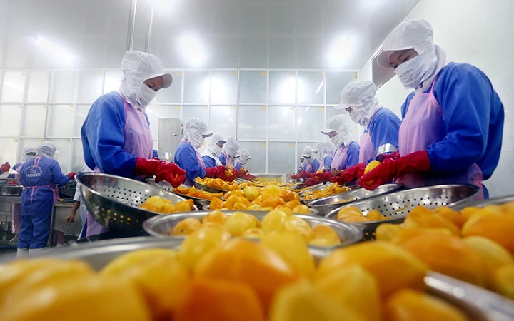 Tổ hợp sản xuất và chế biến hoa quả xuất khẩu của Công ty cổ phần Nafoods miền nam tại Long An.