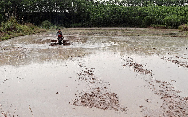 Người dân xã Quảng An, huyện Đầm Hà (Quảng Ninh) làm đất gieo cấy vụ xuân. Ảnh: MAI THẮM