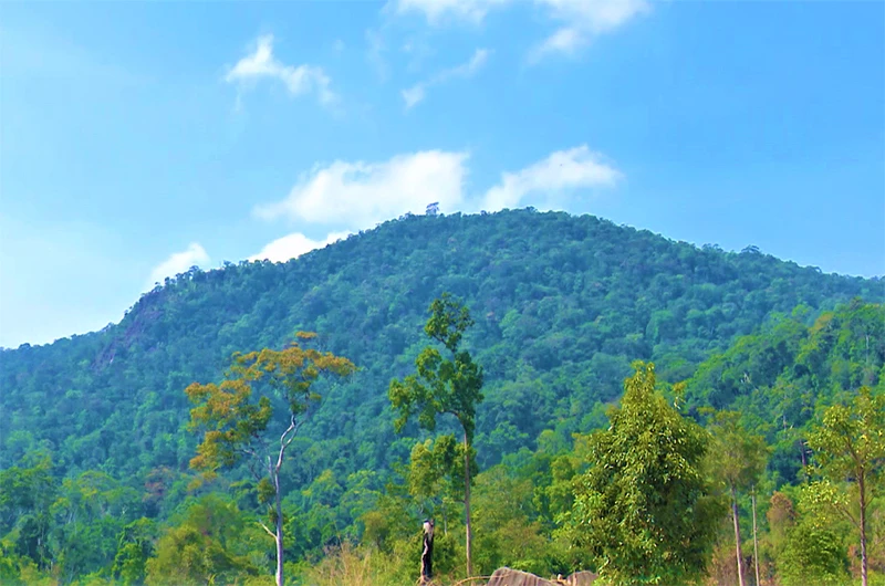 Rừng Pơ-mu nguyên sinh phần lớn nằm ở độ cao 1.600m dọc núi Chư Yang Sin, xã Yang Mao, huyện Krông Bông do Công ty TNHH MTV lâm nghiệp Krông Bông quản lý cần được bảo vệ nghiêm ngặt. 