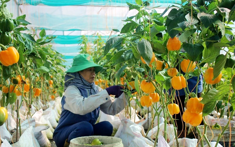 Nông dân tại xã Xuân Trường, huyện Xuân Lộc (Ðồng Nai) đầu tư công nghệ cao trồng rau, trái sạch trong nhà màng. Ảnh: PHAN ANH