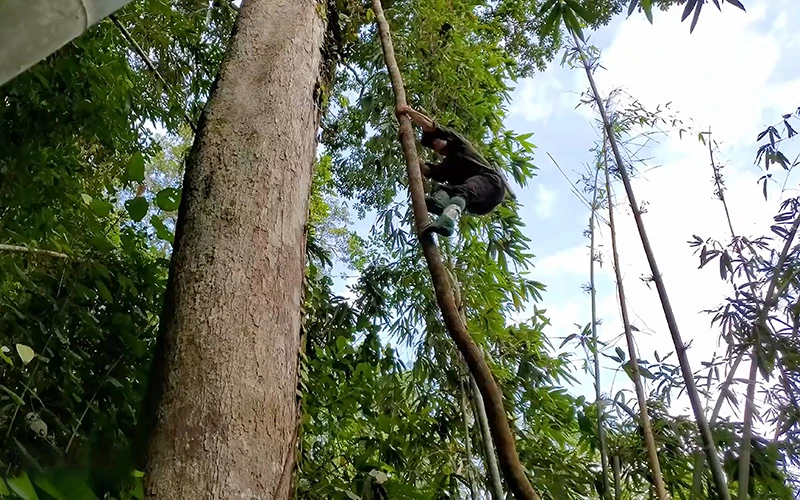 Thành viên của nhóm Thợ rừng leo lên cây cao lấy hạt dổi. Ảnh: LÊ HẢI HÀ