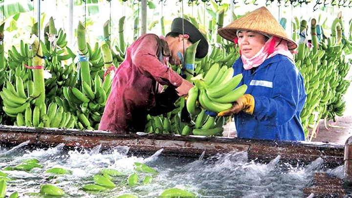 Công nhân Farm 24-3 Quảng Ngãi tuyển chọn chuối xuất khẩu.