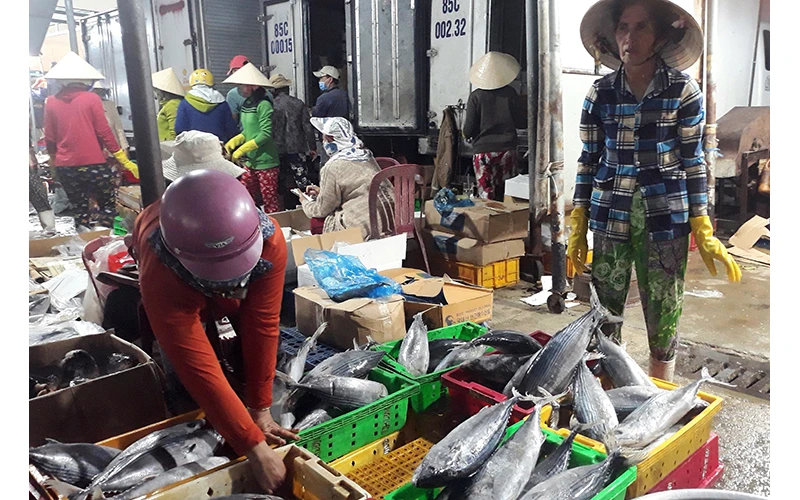 Thương lái thu mua các loại cá biển tại cảng cá Ðông Hải, TP Phan Rang - Tháp Chàm (Ninh Thuận) để đưa tiêu thụ các nơi. Ảnh: NGUYỄN THÀNH