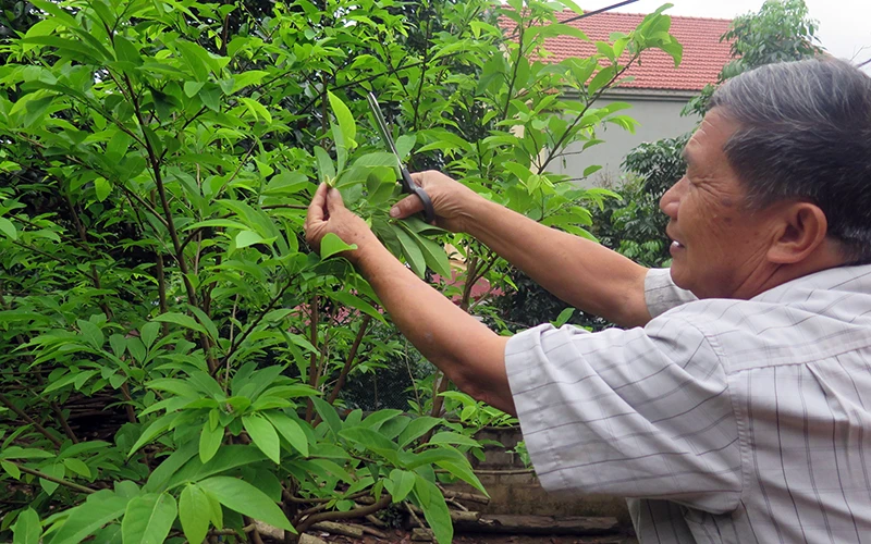 Ông Dương Ngọc Thông chăm sóc cây na trong vườn nhà.