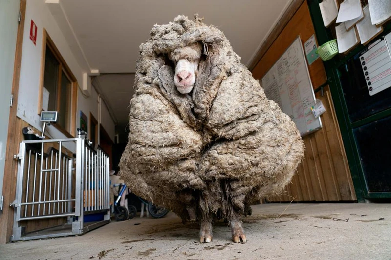 Chú cừu Baarack trước khi xén lông ngày 5-2. Ảnh: Edgar's Mission.