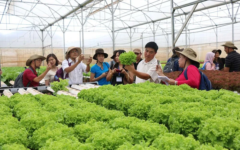 Mô hình trồng rau sạch, an toàn ở Ninh Bình.