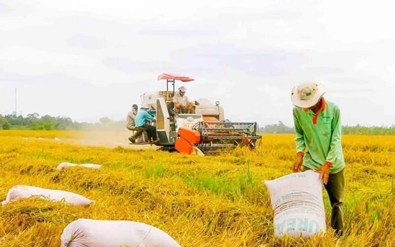 Nông dân tỉnh Hậu Giang thu hoạch lúa vụ đông xuân.