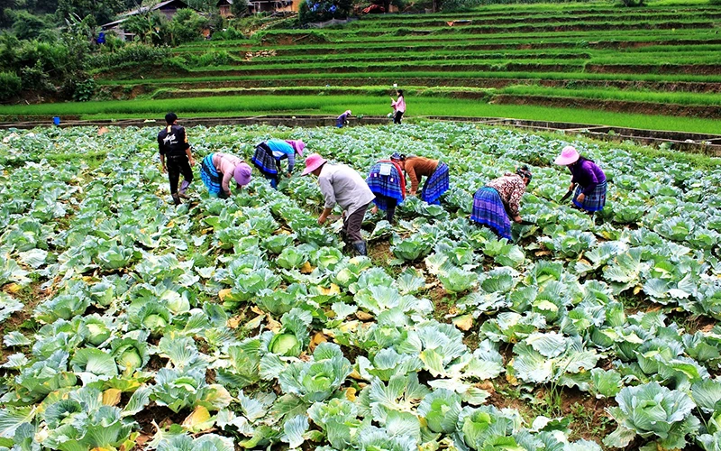 Đồng bào dân tộc thiểu số ở xã Pha Long (huyện Mường Khương, tỉnh Lào Cai) chuyển đổi đất trồng lúa kém năng suất sang trồng cải bắp trái vụ, đem lại hiệu quả kinh tế cao. Ảnh: QUỐC HỒNG
