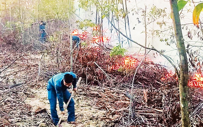 Lực lượng dân quân tham gia chữa cháy rừng ven biển Quảng Nam.