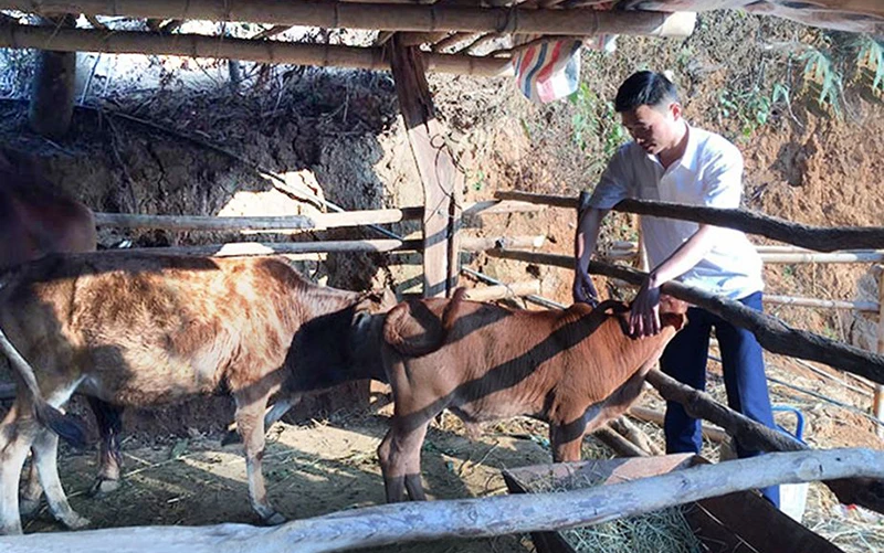 Cán bộ thú y xã Xa Dung, huyện Ðiện Biên Ðông, tỉnh Ðiện Biên tiêm vắc-xin phòng bệnh cho đàn bò của hộ chăn nuôi. Ảnh: ÐỨC THÁI