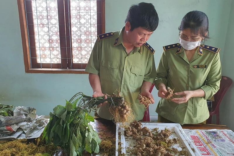 Đội Quản lý thị trường số 2 (Cục Quản lý thị trường tỉnh Kon Tum) đang kiểm đếm tang vật.