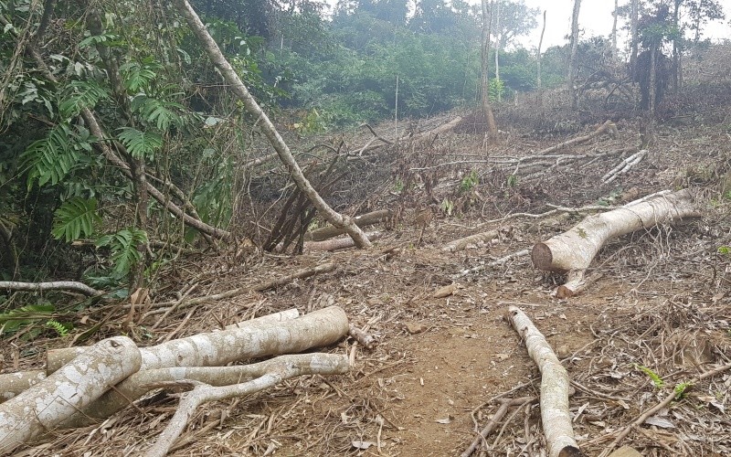 Rừng đặc dụng tại khu Hạ Bằng bị chặt phá nghiêm trọng.