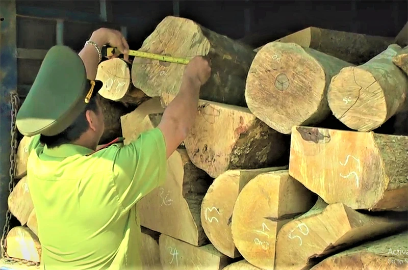 Lực lượng Kiển lâm huyện Krông Bông tiến hành đo đếm khối lượng gỗ vận chuyến trái phép trên xe tải.