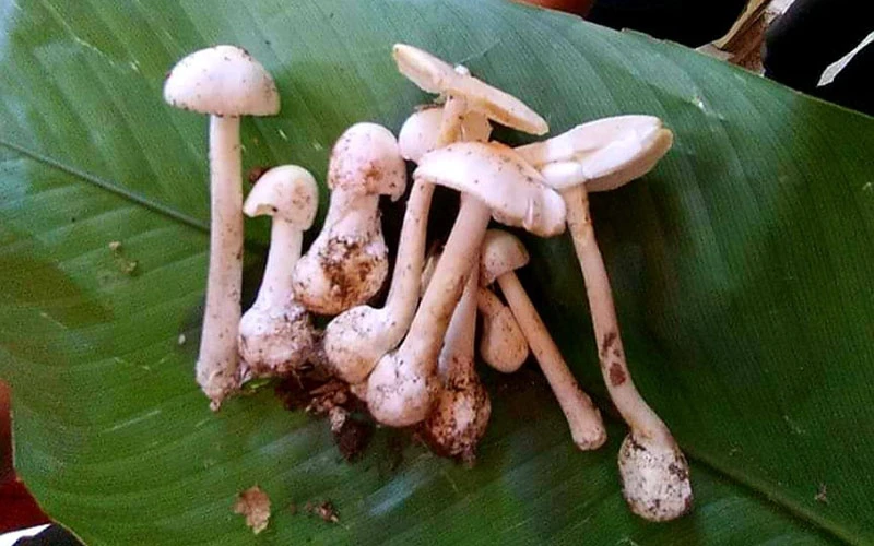 Hình ảnh cây nấm độc mà gia đình anh Tẩn Văn Líu ăn phải.