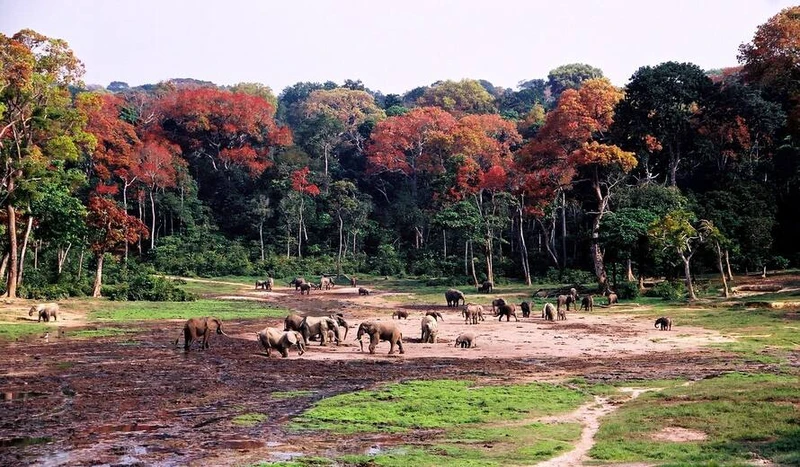 Khu rừng di sản Sangha Trinational, thuộc Cameroon, Cộng hòa Trung Phi, Congo được UNESCO công nhận là Di sản Thế giới.