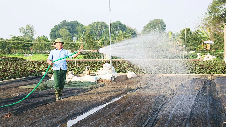Ông Trần Quang Tuyến tưới cho ruộng rau đay đỏ mới gieo thay cho ruộng tía tô.