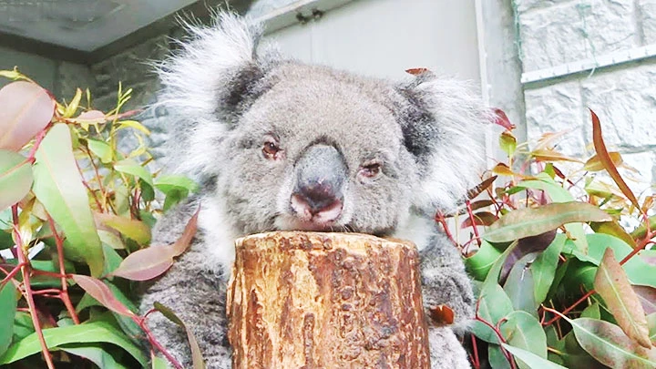 Gấu koala nhiều tuổi nhất thế giới