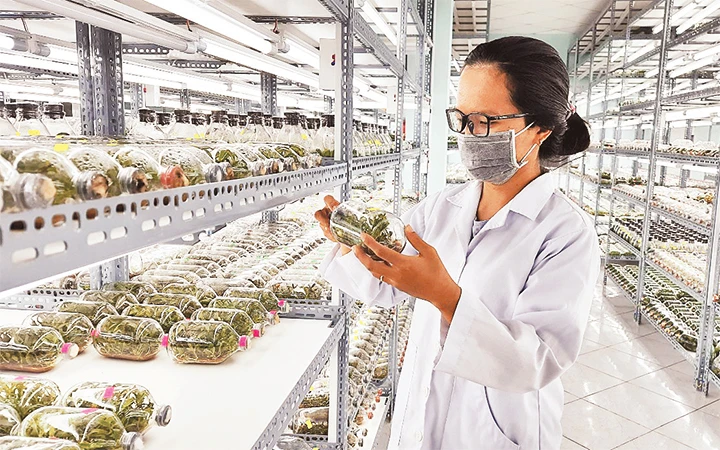 Nhân viên Trung tâm Nghiên cứu và Phát triển nông nghiệp công nghệ cao, Khu Nông nghiệp công nghệ cao thực hiện quy trình nhân giống các loại hoa lan bằng phương pháp nuôi cấy mô.