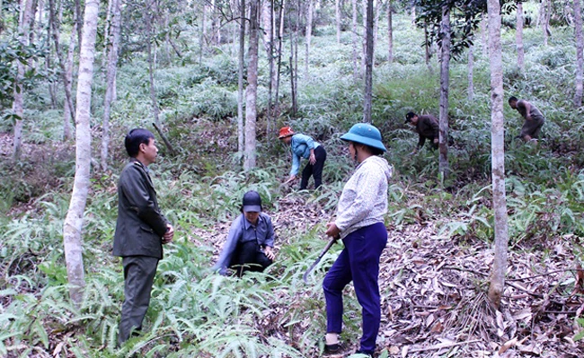 Người dân huyện Bắc Mê (Hà Giang) chăm sóc rừng trồng. Ảnh: HOÀNG YẾN