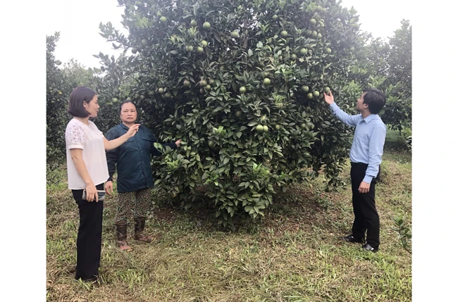 Mô hình trồng cam mang lại hiệu quả kinh tế cao của gia đình bà Vũ Thị Mai, thị trấn Cao Phong, huyện Cao Phong (Hòa Bình).