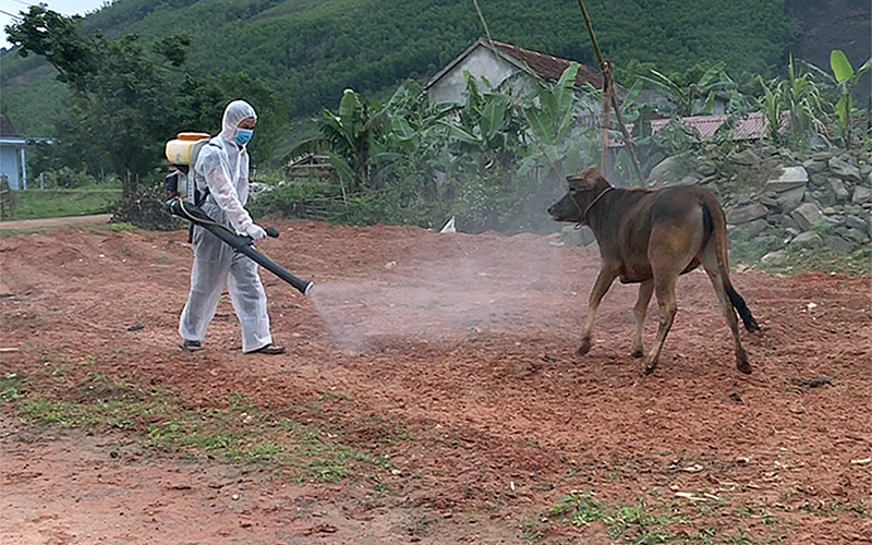 Phun tiêu độc khử trùng phòng, chống dịch bệnh viêm da nổi cục ở trâu, bò tại xã Quảng Hợp (huyện Quảng Trạch, tỉnh Quảng Bình). Ảnh: THẾ LỰC