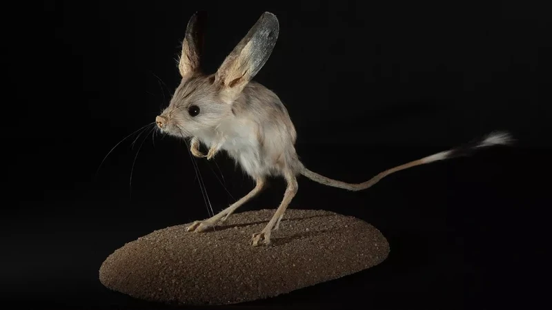 Chuột nhảy tai dài, một loài gặm nhấm sa mạc, có đôi tai lớn nhất so với kích thước cơ thể của nó. Ảnh: Getty Images.