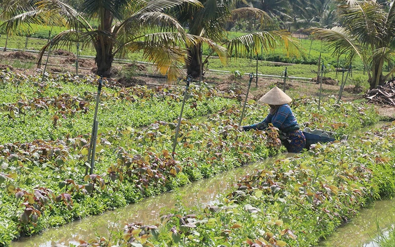 Người dân huyện Gò Công Tây (Tiền Giang) chuyển đổi đất trồng lúa kém hiệu quả sang trồng rau màu nhằm thích ứng biến đổi khí hậu. Ảnh: MINH TRÍ (TTXVN)