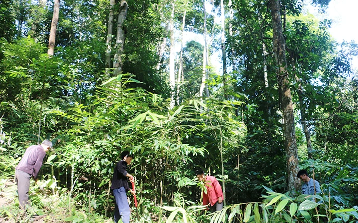 Người dân xã Pa Tần, huyện Nậm Pồ chăm sóc và bảo vệ rừng.
