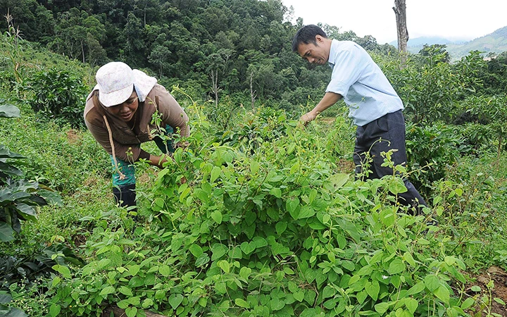 Người dân huyện Tu Mơ Rông (Kon Tum) trồng cây dược liệu kết hợp bảo vệ rừng. Ảnh: HÀ HƯỜNG