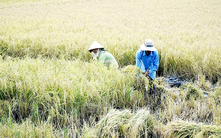 Mô hình tôm - lúa mang lại hiệu quả kinh tế cao tại xã Gia Hòa 2, huyện Mỹ Xuyên.