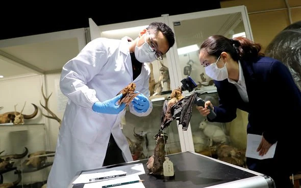 Các nhà khoa học Trung Quốc giới thiệu cấu trúc cơ thể của dơi tại Bảo tàng Lịch sử tự nhiên Thượng Hải, Trung Quốc. Ảnh: PA.