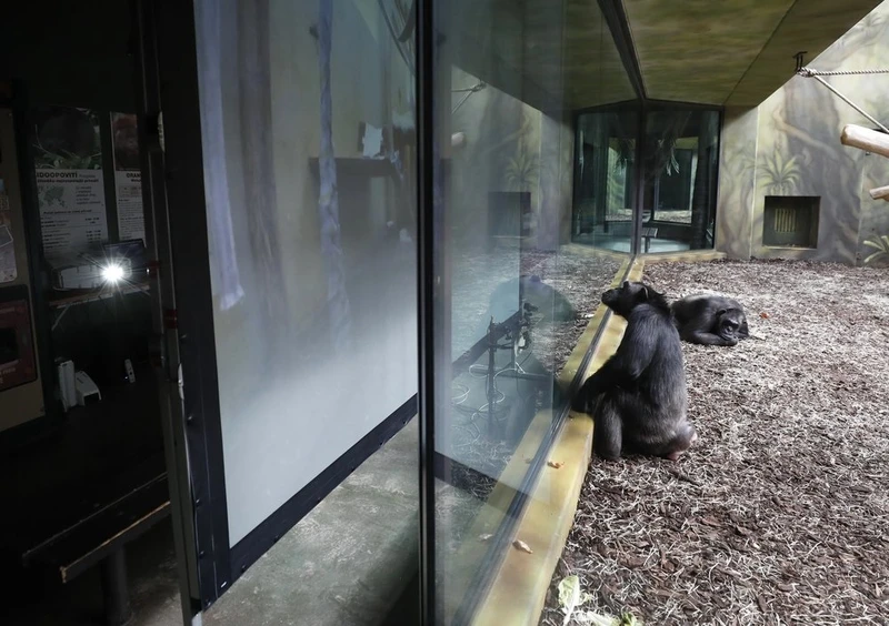 Một con tinh tinh xem màn hình đặt bao quanh khu vực ở Công viên Safari ở Dvur Kralove, Cộng hòa Séc vào ngày 15-3. Ảnh: AP.