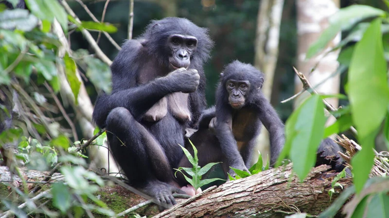 Tinh tinh lùn mẹ tên là Marie (trái) và con nuôi Flora (phải) đã được nó nhận nuôi khi còn là một con tinh tinh lùn mồ côi mới nhập đàn. Ảnh: Tiến sĩ Nahoko Tokuyama.