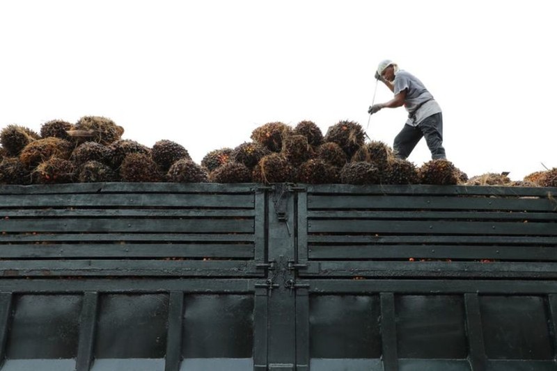 Một công nhân sắp xếp các chùm trái dầu cọ trên xe tải tại một nhà máy ở Tanjung Karang, Malaysia. Ảnh: Reuters.