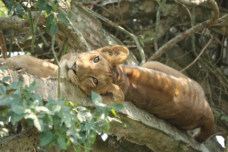 Sáu con sư tử vừa bị đầu độc đều là loài sư tử leo cây của châu Phi. ABC News.