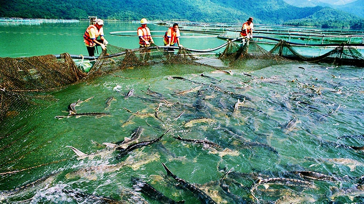 Người nuôi cá tầm trong nước đang bị ảnh hưởng nghiêm trọng bởi cá tầm nhập khẩu.