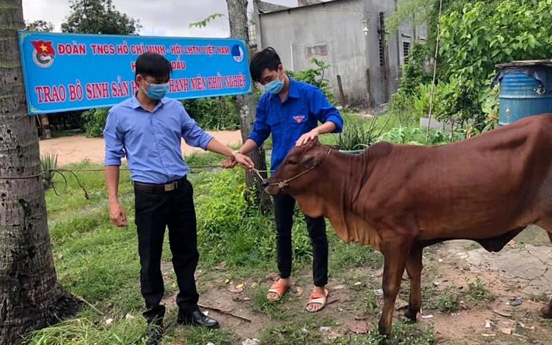 Tổ chức đoàn cơ sở ở Tây Ninh trao bò giống hỗ trợ thanh niên lập nghiệp. Ảnh: THÀNH ĐOÀN
