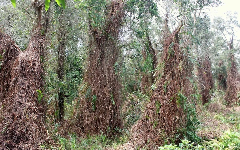 Lâm phần rừng tràm Cà Mau khô hạn gay gắt và có hơn 3.500 ha báo cháy cấp nguy hiểm. 