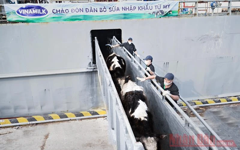 Sau một chuyến hải trình dài từ Mỹ về Việt Nam, đàn bò vẫn duy trì được tình trạng sức khỏe và tinh thần ổn định.