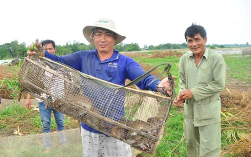 Nông dân miền tây bắt chuột, bảo vệ lúa. (Ảnh: Hòa Hội)