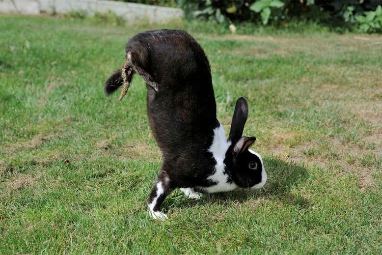 Thỏ sauteur d'Alfort có cách di chuyển đặc biệt bằng hai chân trước. Ảnh: SWNS