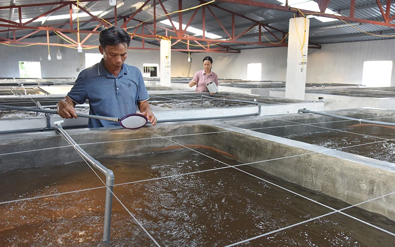 Kiểm tra sự phát triển của tôm giống nhằm hạn chế dịch bệnh tại cơ sở sản xuất giống thủy sản Duẩn Lan, huyện Xuân Trường (Nam Định).