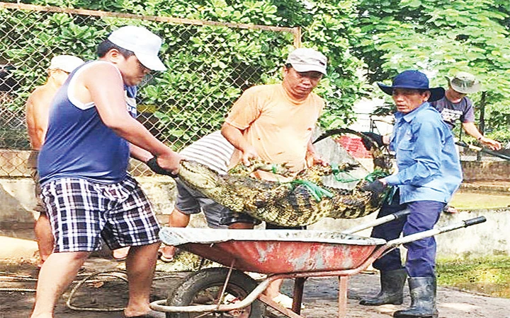 Cá sấu chuẩn bị xuất chuồng tại một trại nuôi ở quận 12.