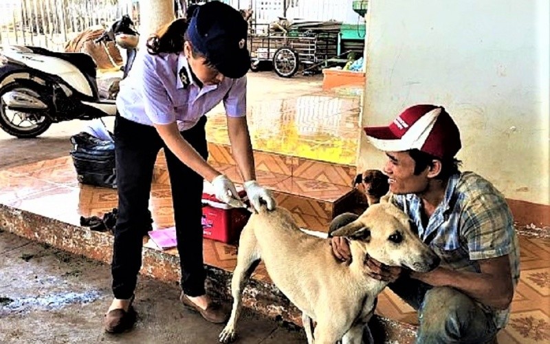 Nhằm ngăn chặn bệnh dại trên địa bàn tỉnh, ngành Thú y tỉnh Đắk Lắk triển khai tiêm phòng dại cho đàn chó nuôi trên địa bàn.