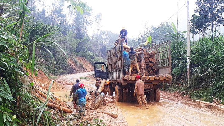 Những xe chở keo thường cơi nới thùng cao, chất gỗ cồng kềnh, tiềm ẩn nguy cơ tai nạn (ảnh chụp tại xã Trà Leng, Nam Trà My, Quảng Nam).