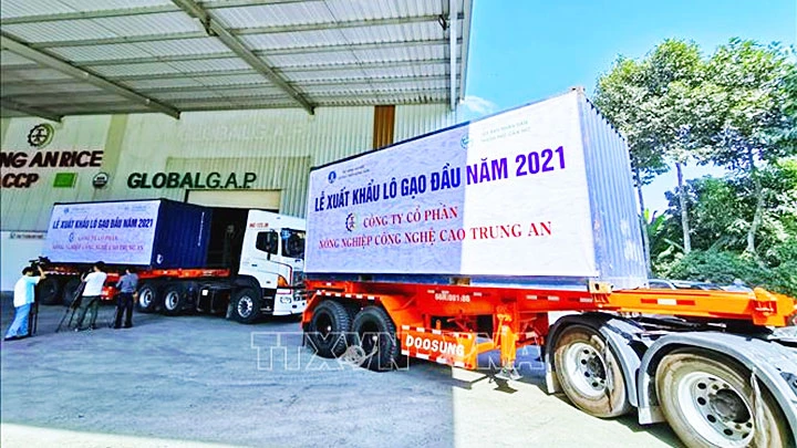 Xuất khẩu lô gạo 1.500 tấn đầu năm 2021 của Công ty Cổ phần Nông nghiệp công nghệ cao Trung An đi Singapore và Malaysia. Ảnh: THANH LIÊM/TTXVN
