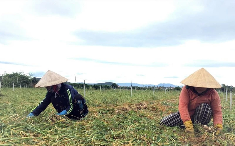 Người dân xã Ninh Phước, thị xã Ninh Hòa (Khánh Hòa) thu hoạch tỏi. Ảnh: Thanh Vân